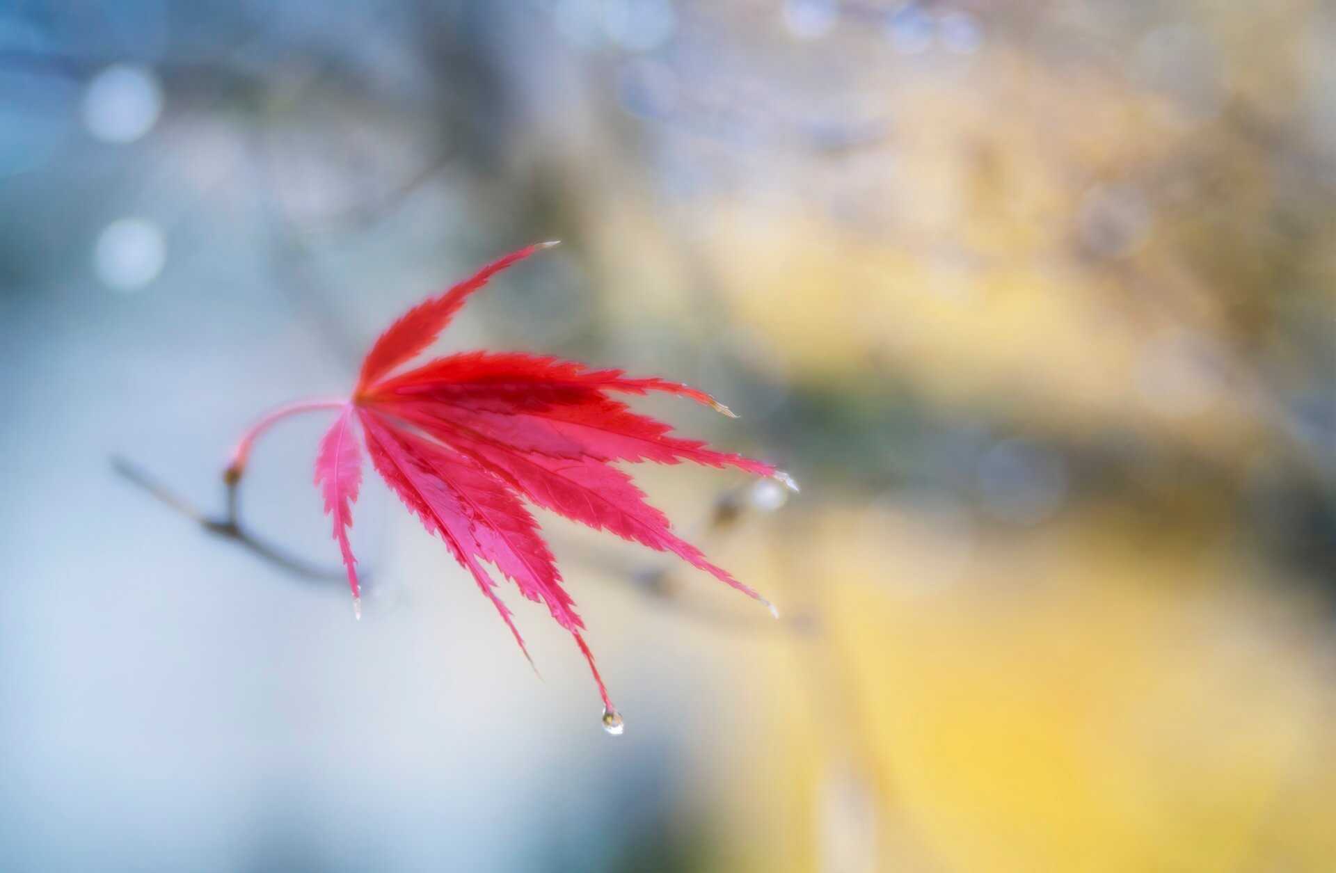 2025.06.28-Autumn-Leaf-26X17