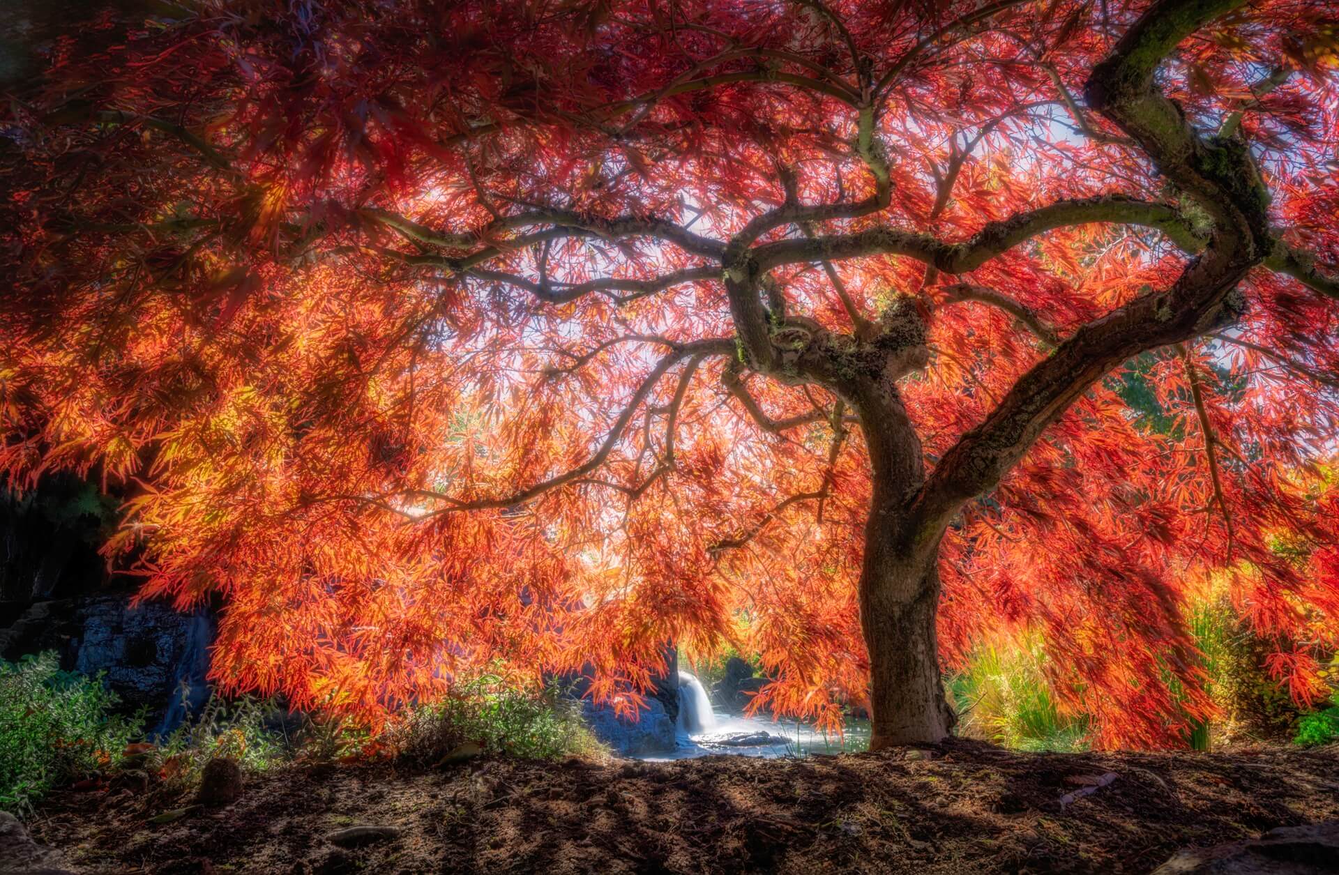 2025.07.21-Salem-Japanese-Maple-26X17